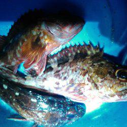 赤い彗星のシャー　